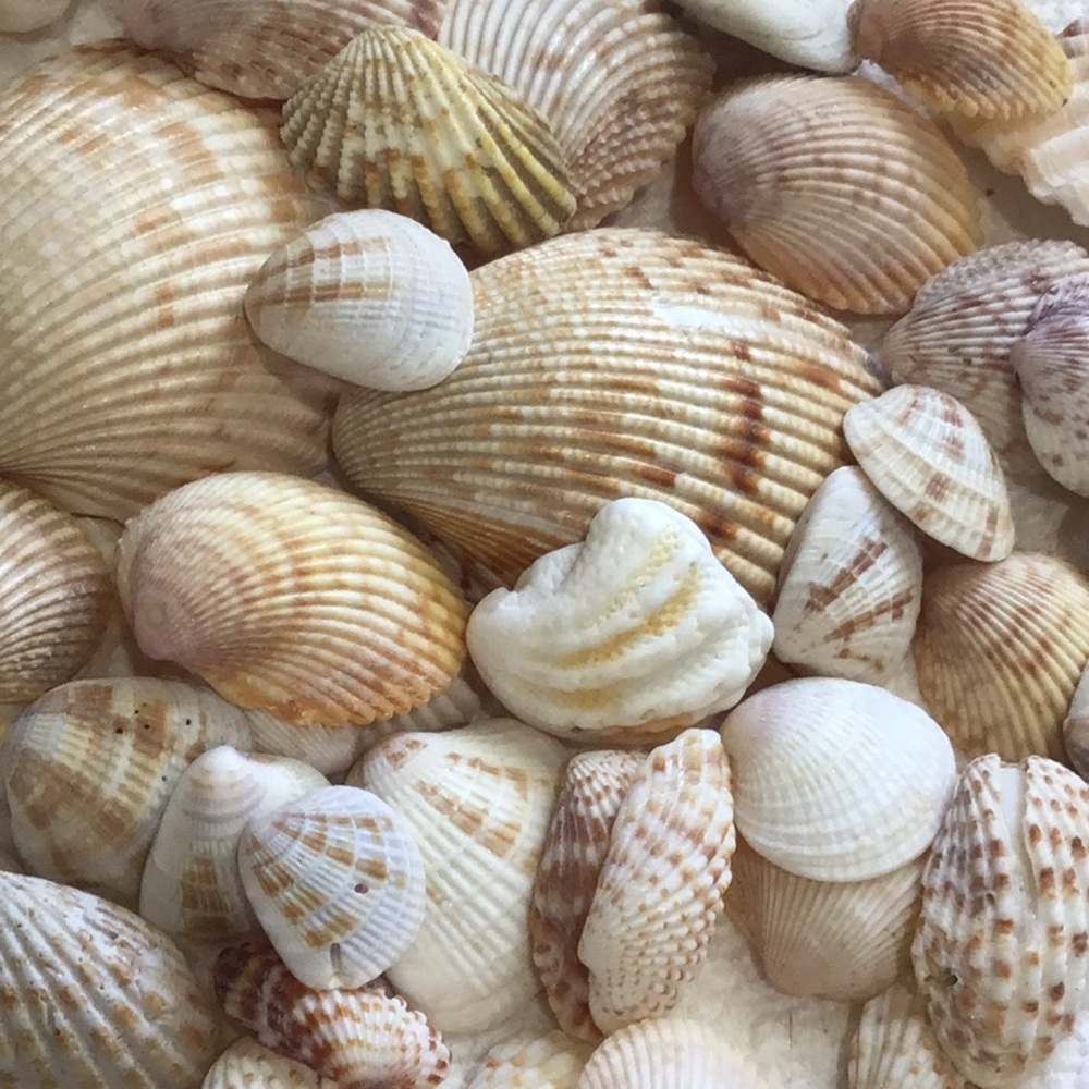 52 Pieces Natural Sea Shells, White/Brown/Tan/Yellow Hues
